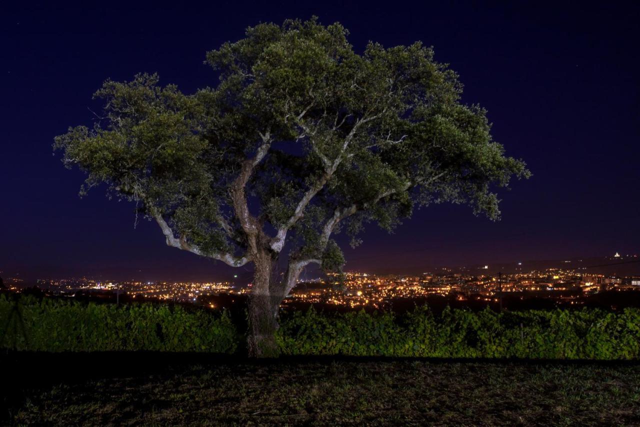 Braga House & Wine Villa Dış mekan fotoğraf
